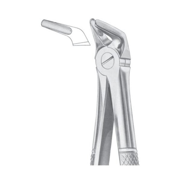 Fig. 8 Lower Premolars
